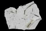 Ediacaran Aged Fossil Worms (Sabellidites) - Estonia #73534-1